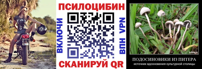 Галлюциногенные грибы Psilocybe  Старица 